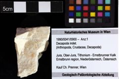 Foto (Objket + Etiketten) von Decapoda indet. 